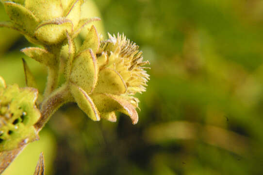 Silphium integrifolium Michx. resmi