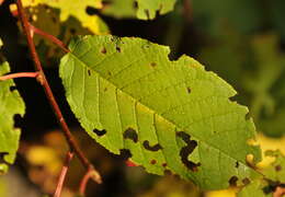 Imagem de Prunus padus subsp. padus