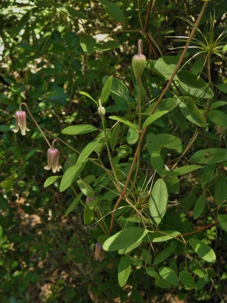 Image of swamp leather flower