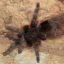 Image of Bolivian Redrump Tarantula