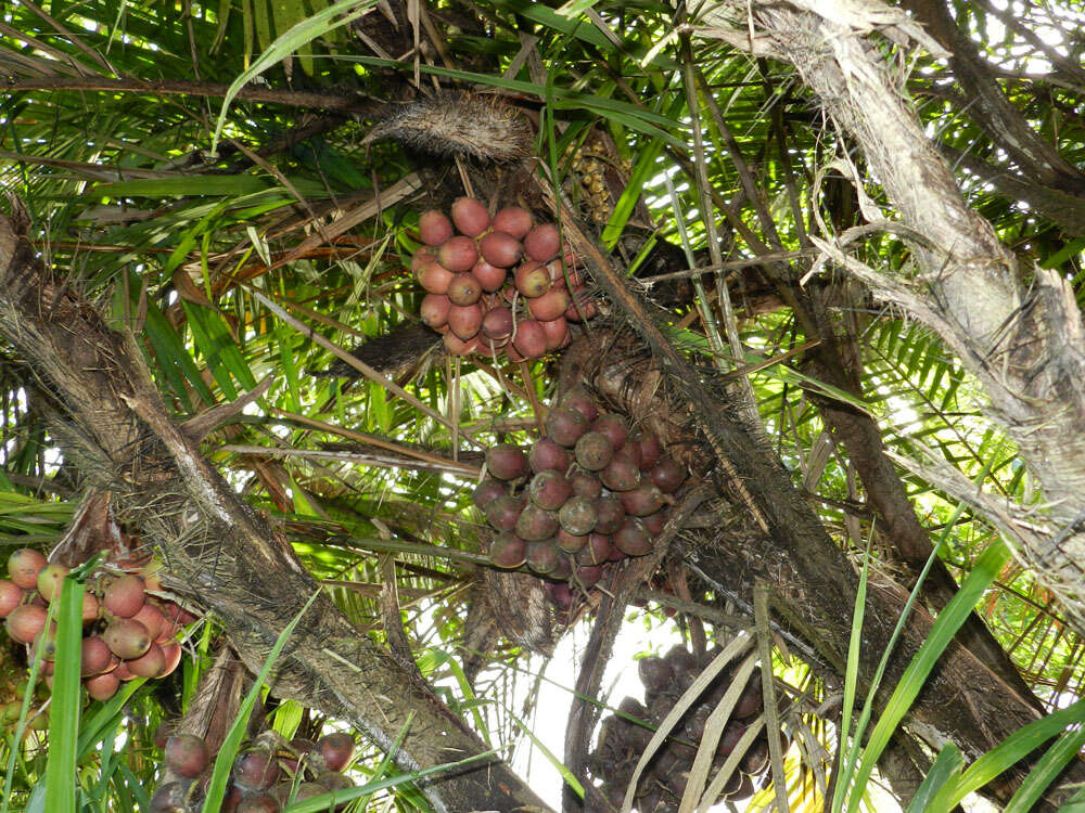 Image of bactris palm