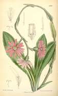 Image of Senecio speciosus Willd.