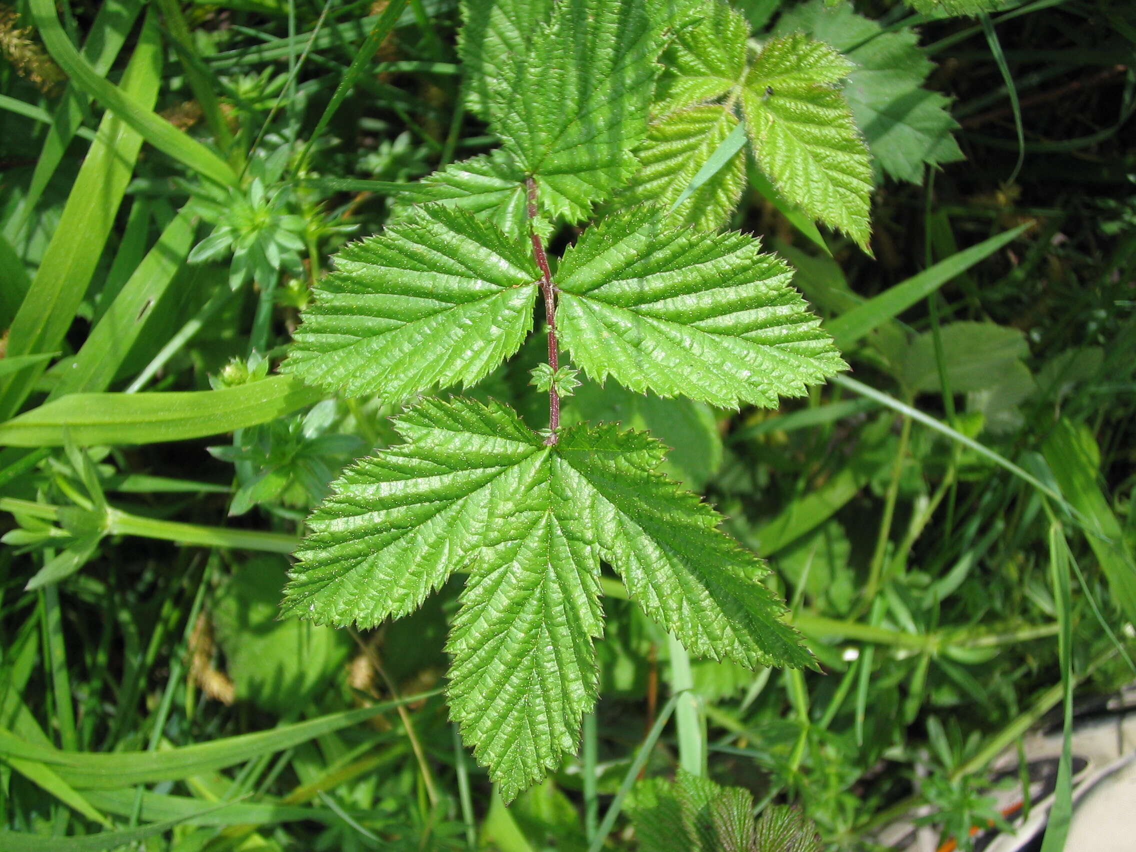 Plancia ëd Filipendula