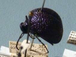 Image of Desert Spider Beetles
