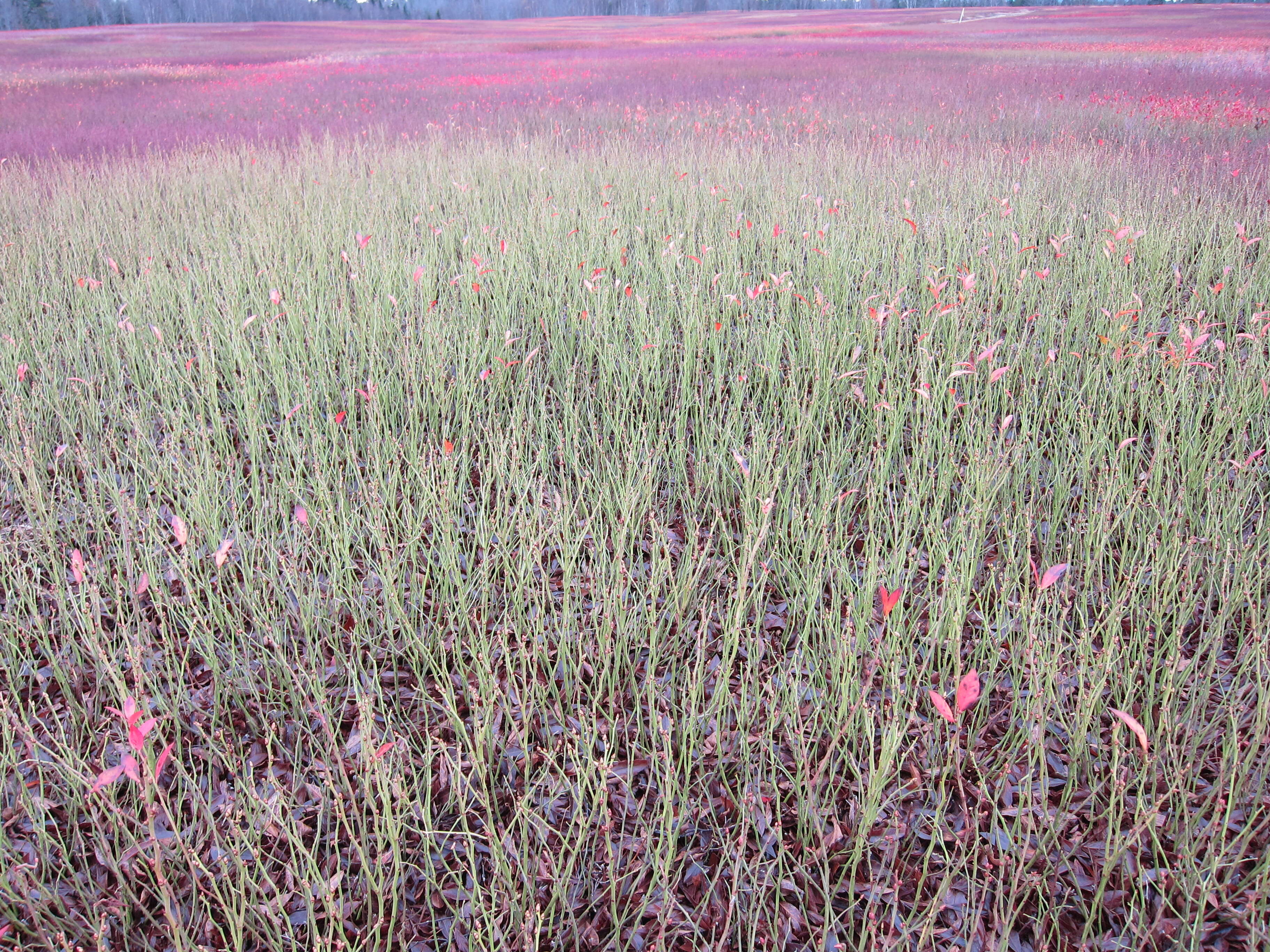 Image of blueberry