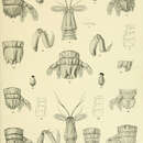 Image of Clorida latreillei Eydoux & Souleyet 1842
