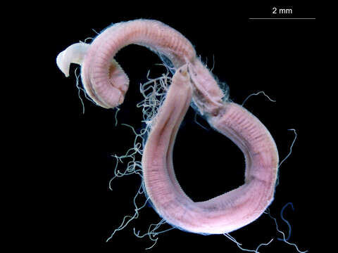 Image of red threads worms