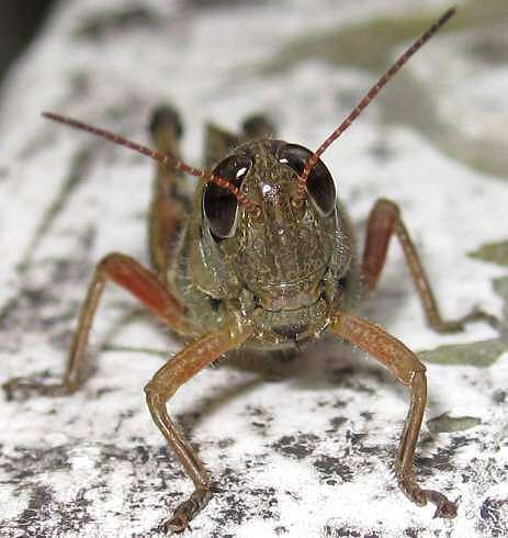 Melanoplus femurrubrum (De Geer 1773)的圖片