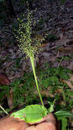 Imagem de Panicum sciurotoides Zuloaga & Morrone