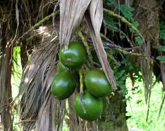 Pritchardia hillebrandii Becc.的圖片