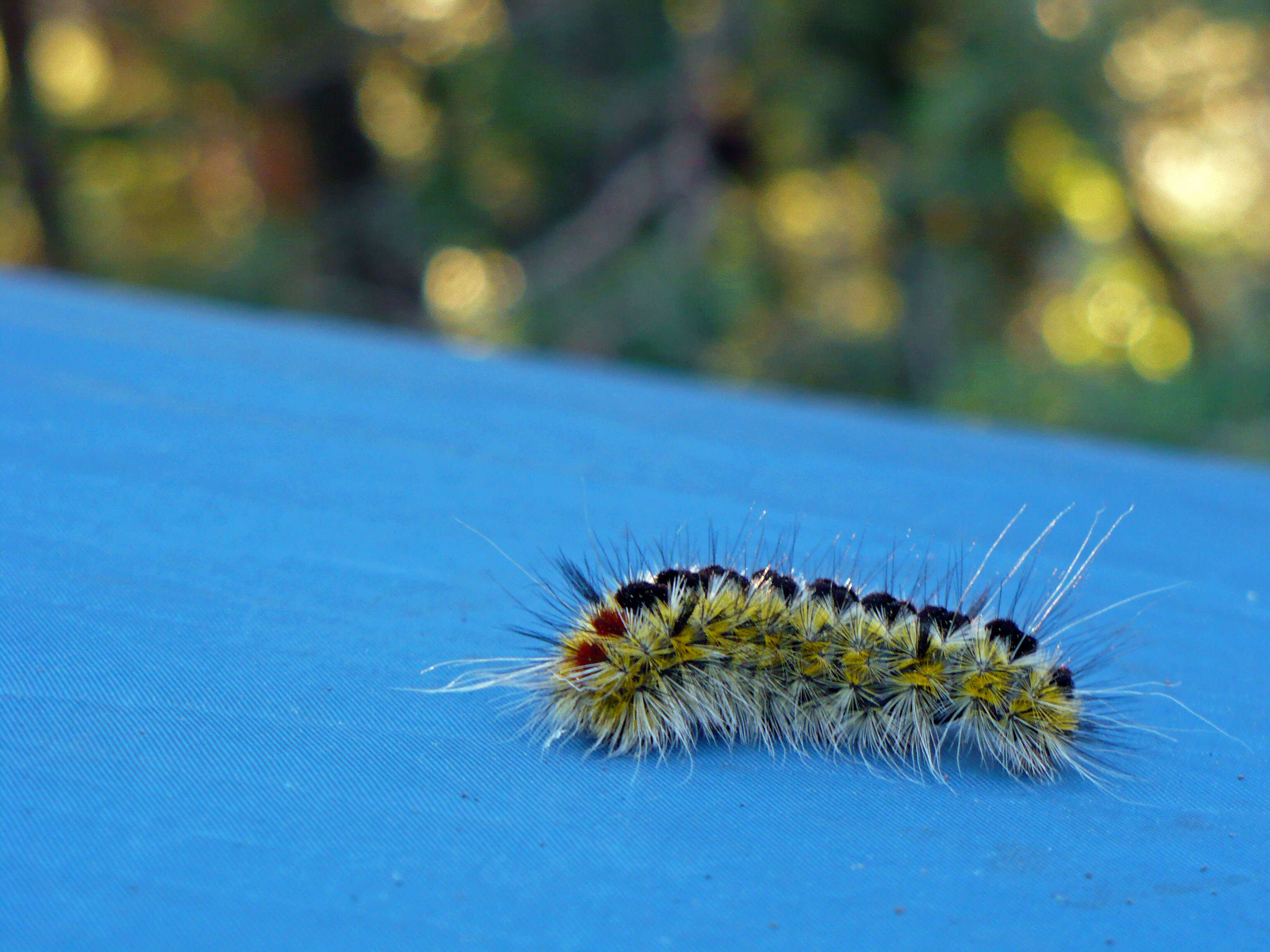 Lophocampa ingens Edwards 1881 resmi