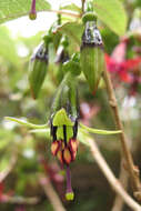 Imagem de Fuchsia excorticata (J. R. & G. Forst.) L. fil.