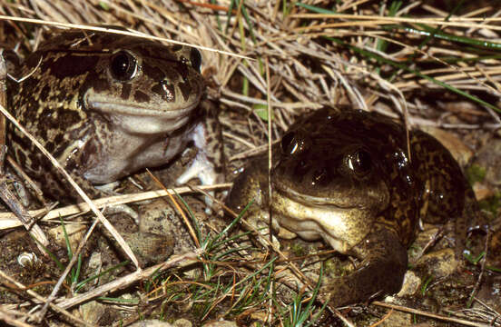 Image of Iberian Spadefoot Toad