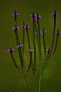 Image of swamp verbena