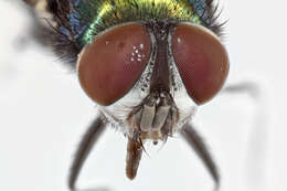 Image of blow flies