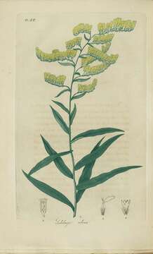 Image of anisescented goldenrod