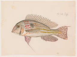 Image of Geophagus