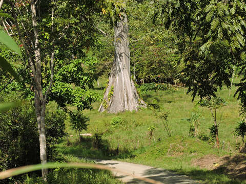 Image of kapoktree