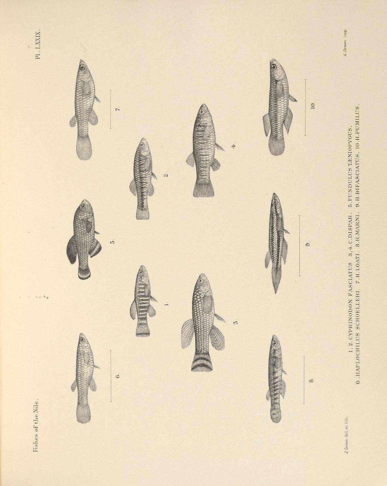 Слика од Aphanius fasciatus (Valenciennes 1821)