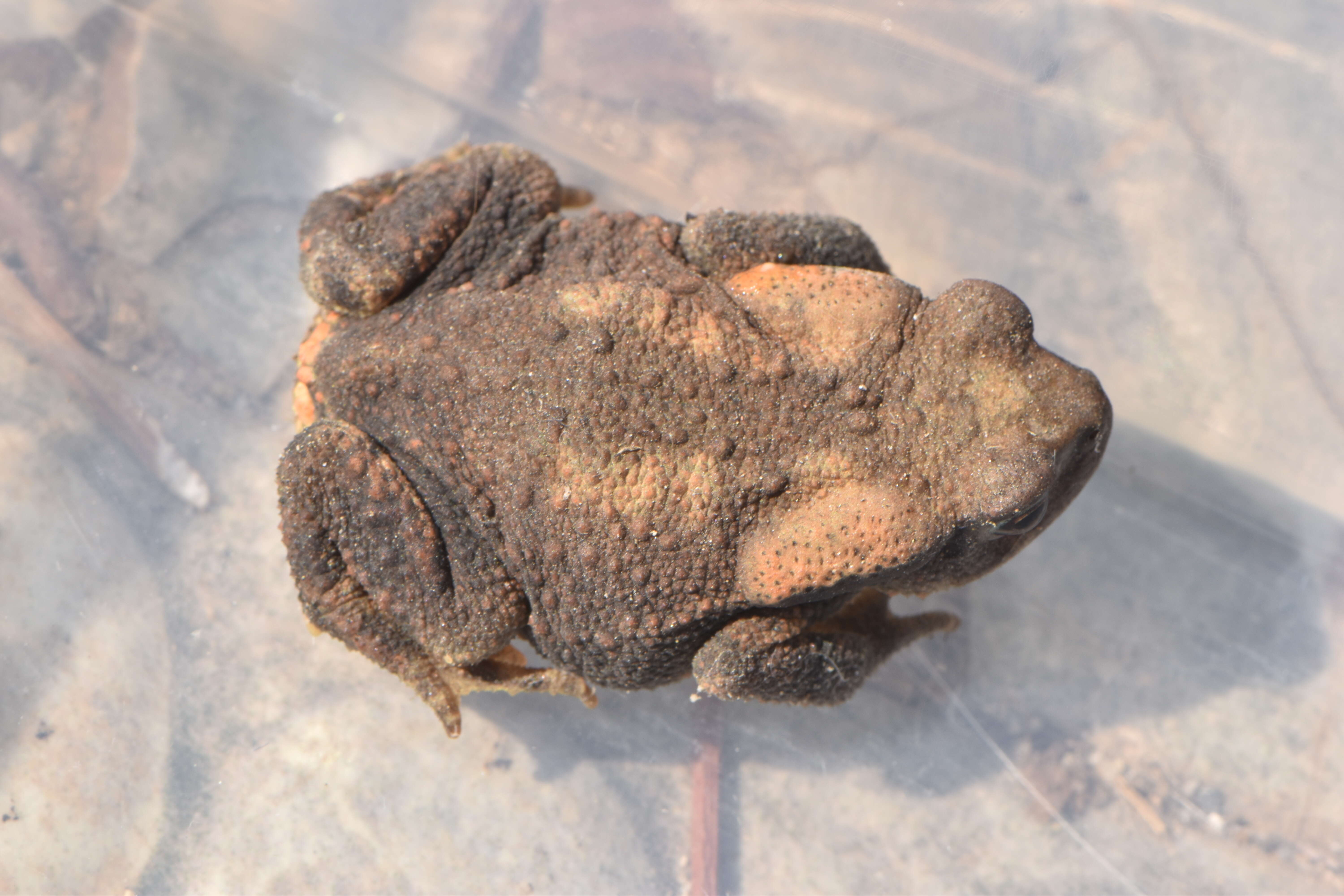 Image of Nile Valley Toad