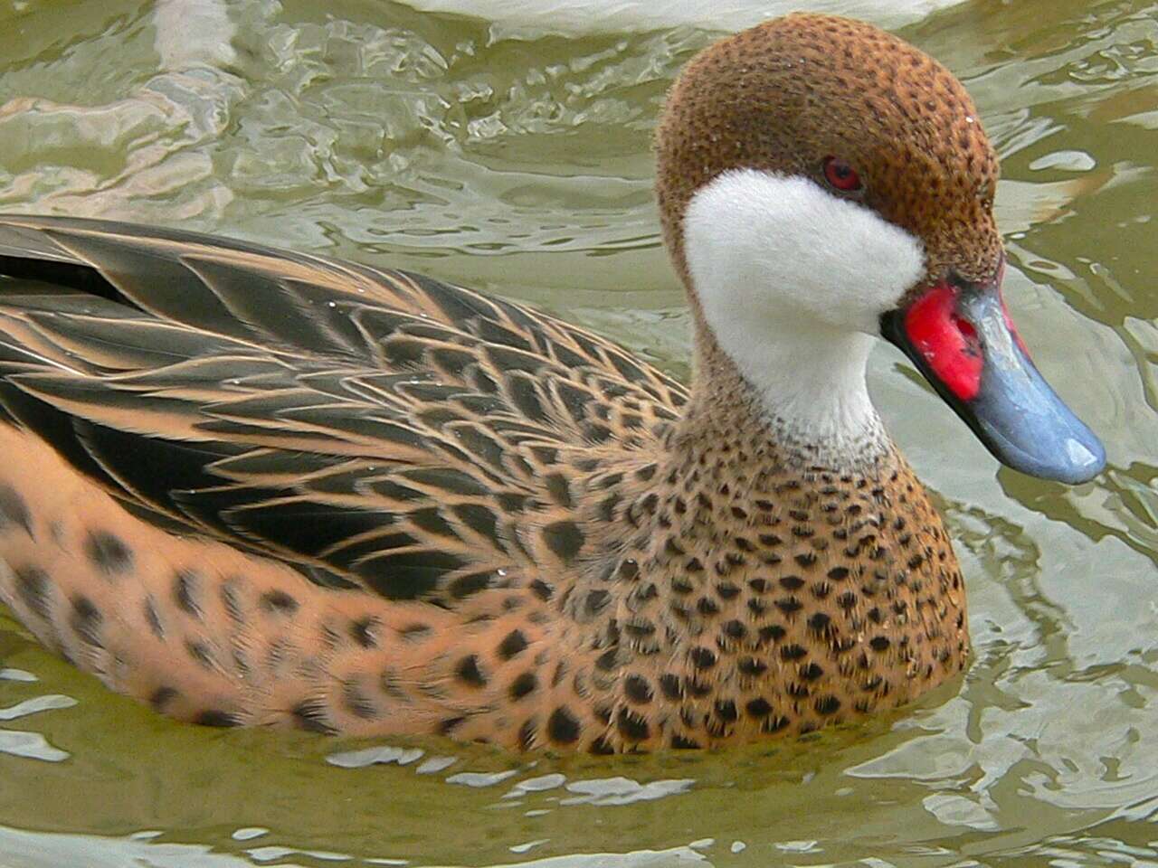 Image of White-cheeked Pintail