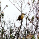 Image of Tawny Antpitta