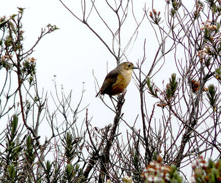 Image of Tawny Antpitta