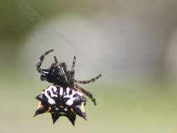 Image of Spiny orb-weavers