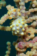 Image of Bargibant's Seahorse