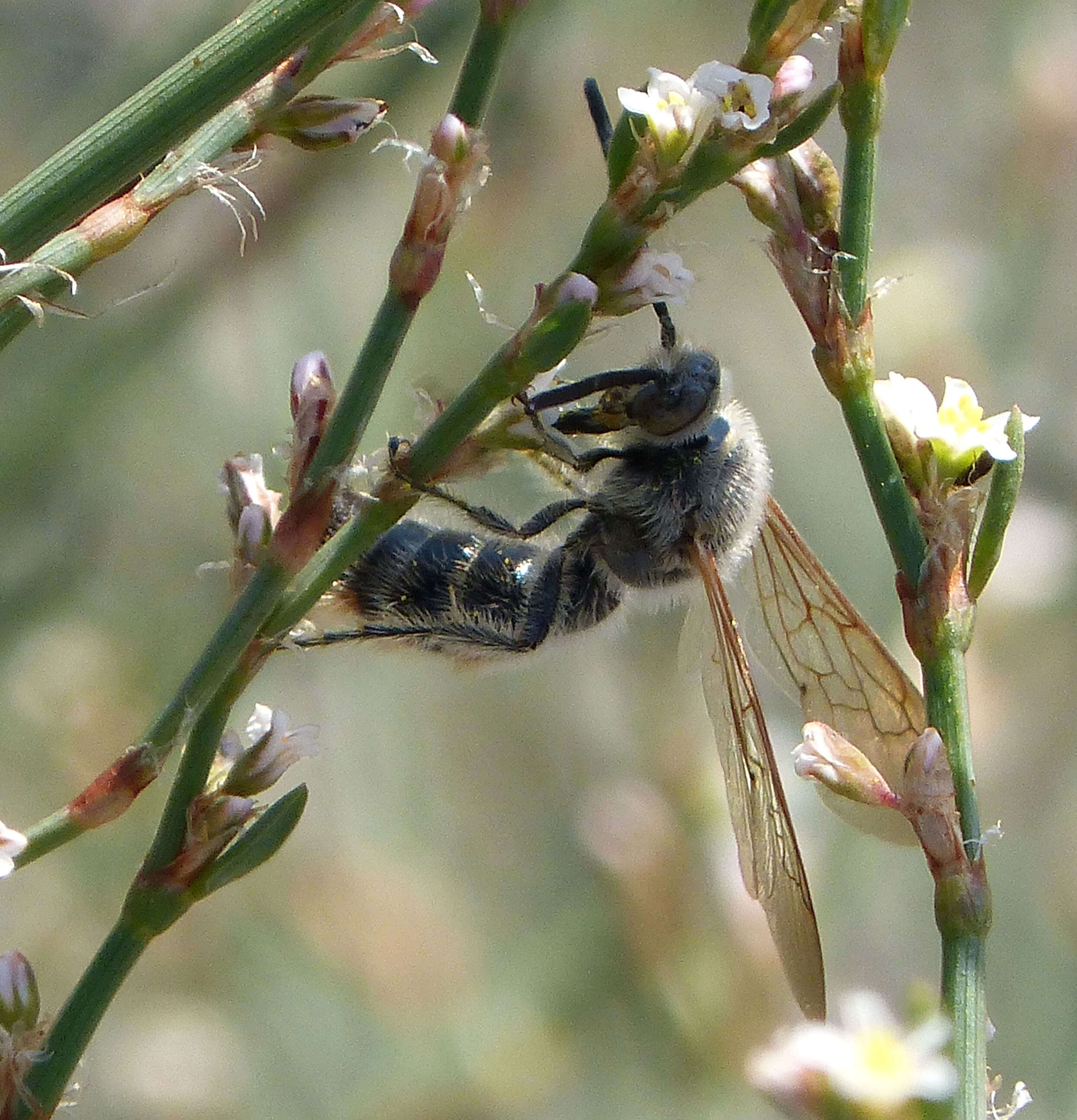 Imagem de Campsomeriella thoracica (Fabricius 1787)