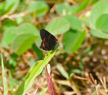 Слика од Riodina lysippus Linnaeus 1758