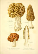 Imagem de Morchella esculenta (L.) Pers. 1801