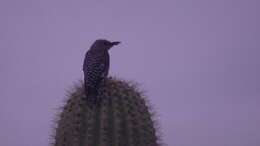 Image of Gila Woodpecker