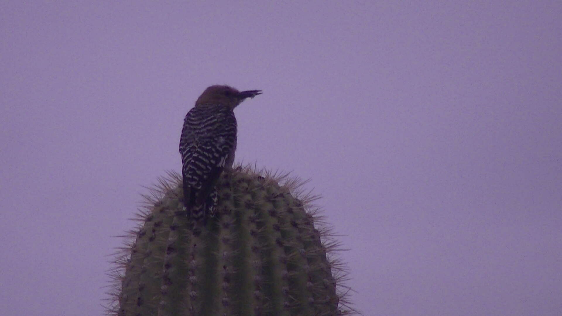 Image of Gila Woodpecker