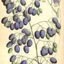 Image of Dianella Tasmanica