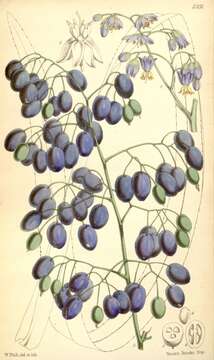 Image of Dianella Tasmanica