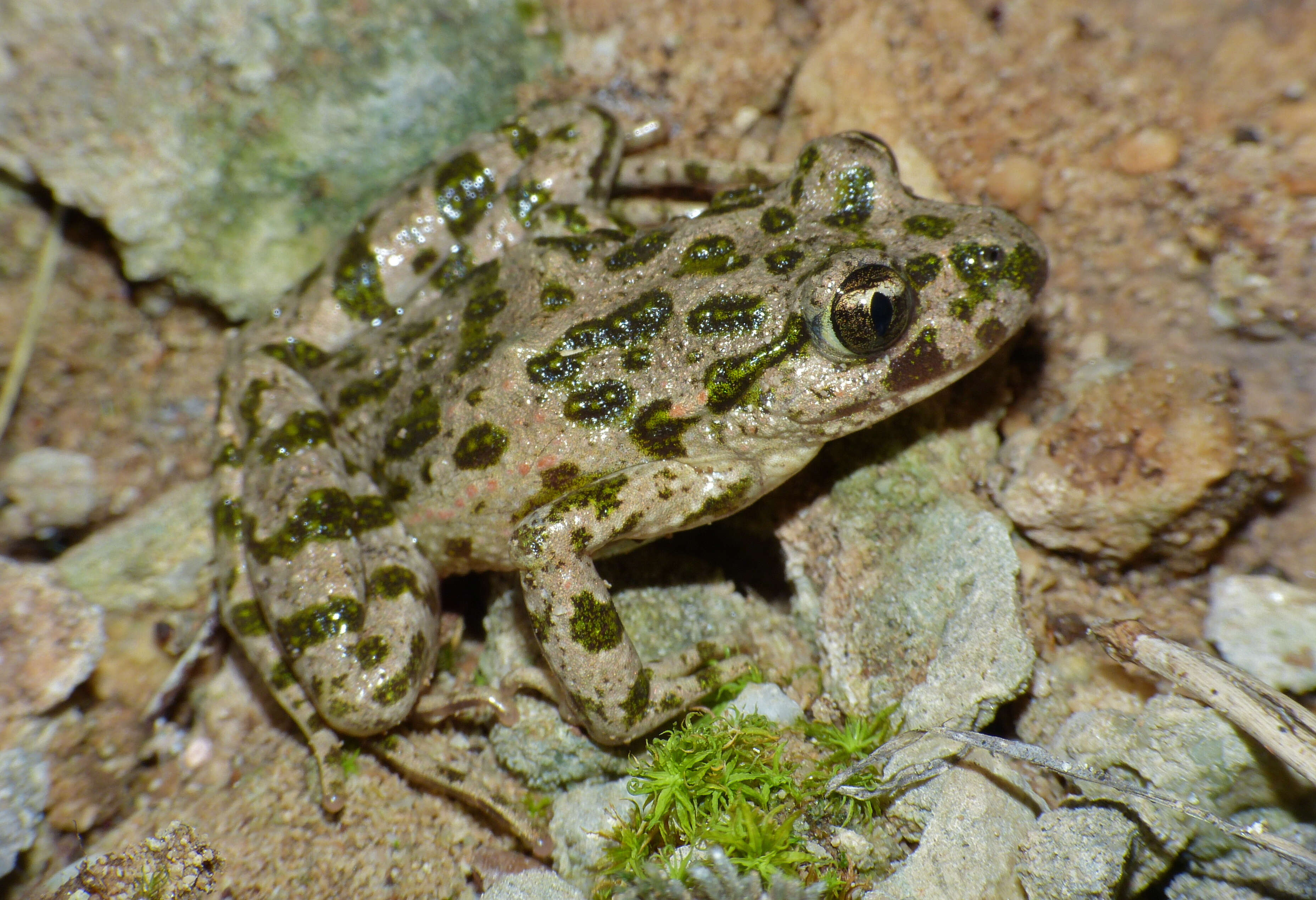 Image of parsley frogs