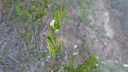 Слика од Acacia hispidula (Sm.) Willd.