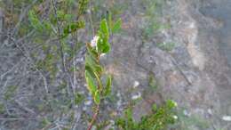 Image of Acacia hispidula (Sm.) Willd.