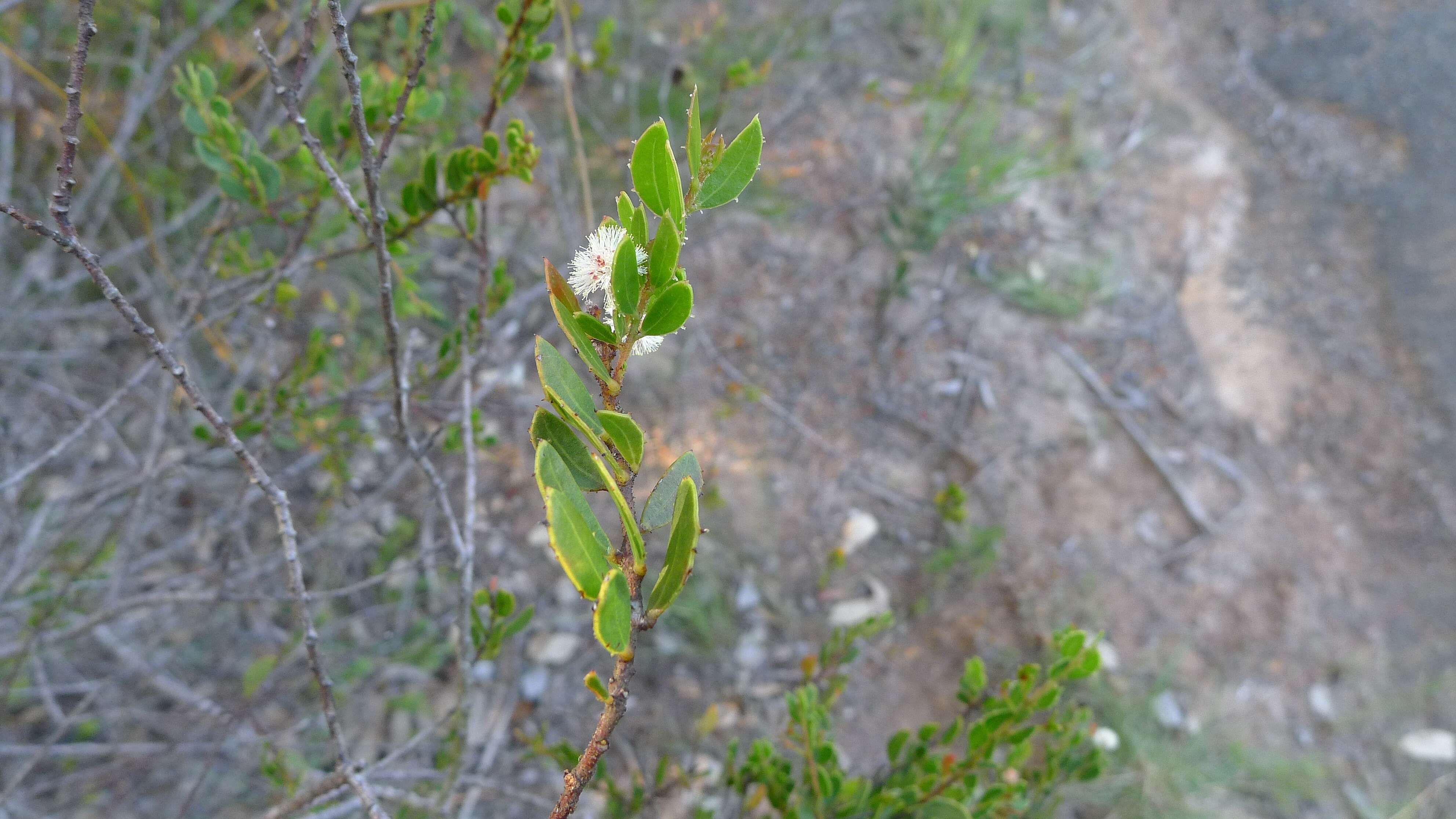 Image of Acacia hispidula (Sm.) Willd.