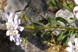 Plancia ëd Iberis gibraltarica L.