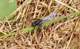 Image of Skimmers (Dragonflies)