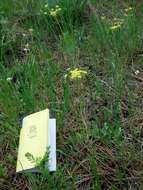 Image of Great Basin desertparsley