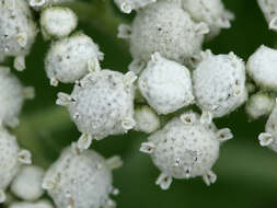 Sivun Parthenium auriculatum Britt. kuva