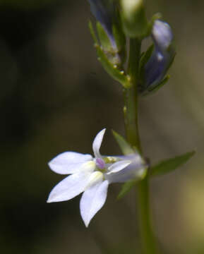 Image de Lobelia spicata Lam.