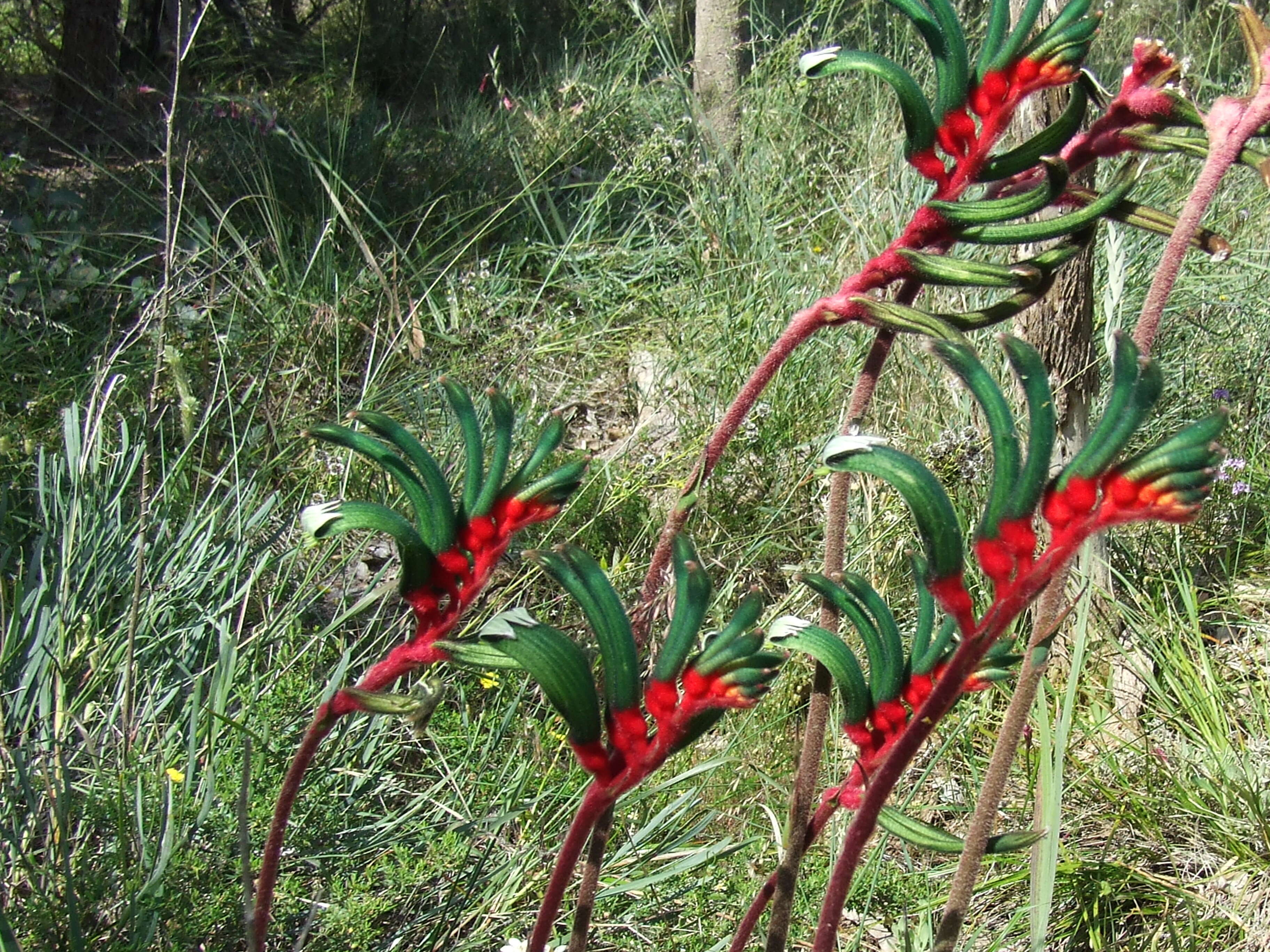 Image of bloodwort family