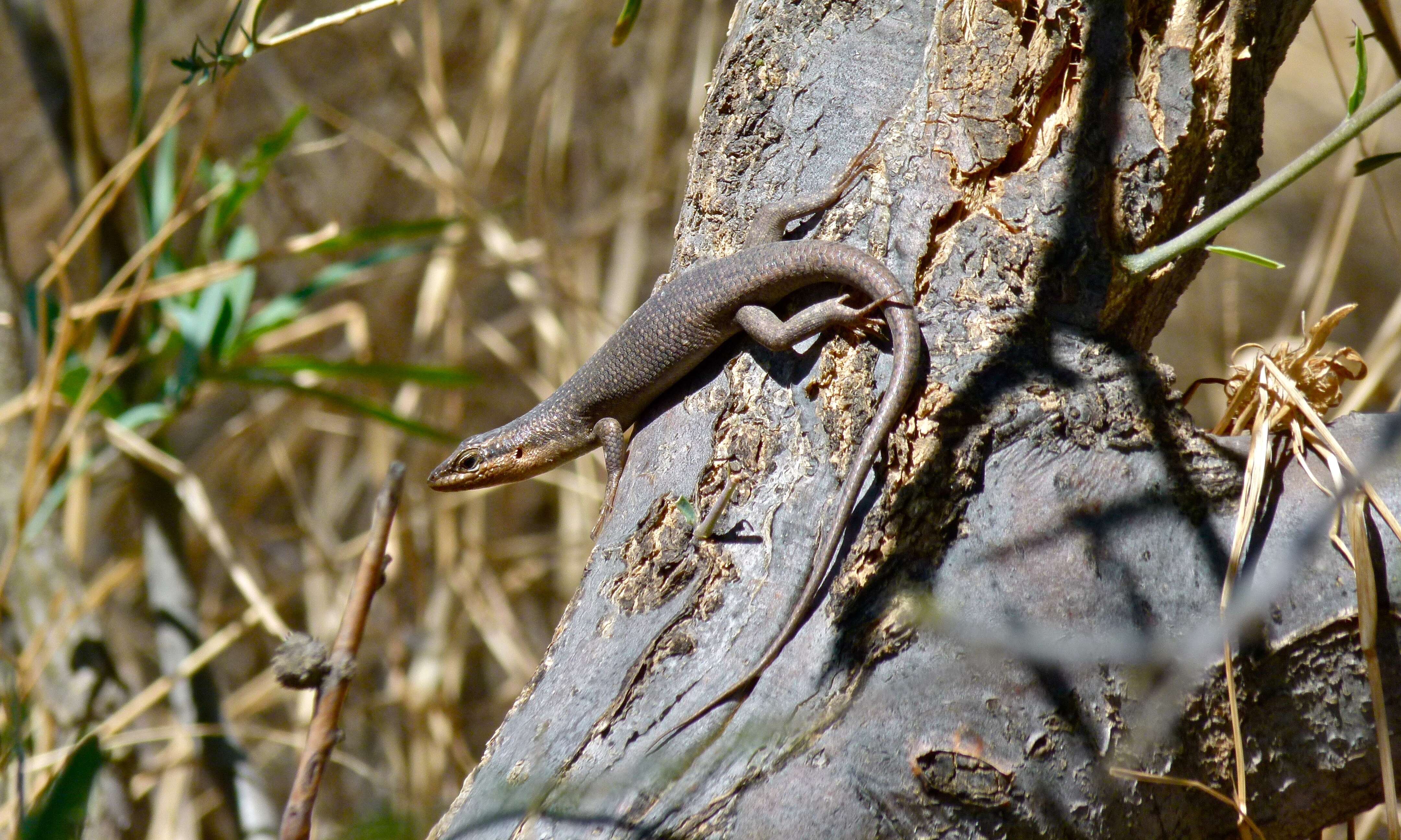 Image of Trachylepis sparsa (Mertens 1954)