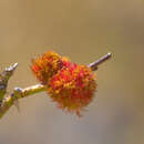 Imagem de Diplolepis rosae (Linnaeus 1758)