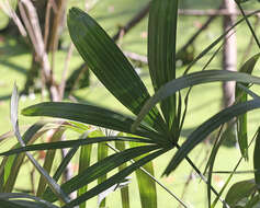 Image of rhapidophyllum