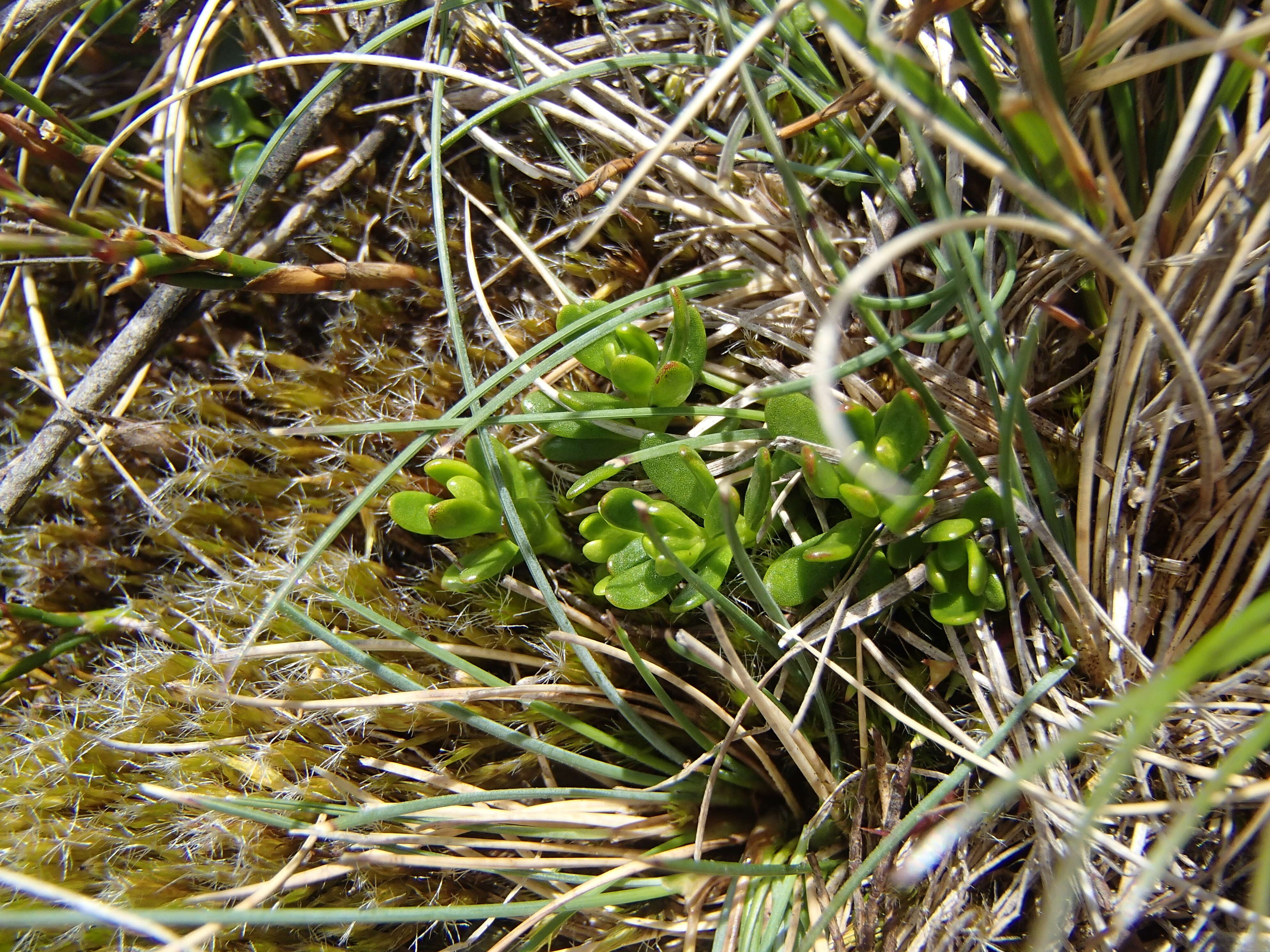 Image of Stackhousia pulvinaris F. Müll.